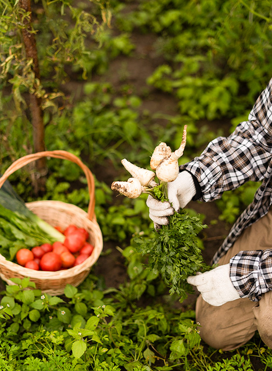 colhendo-na-horta-550x750